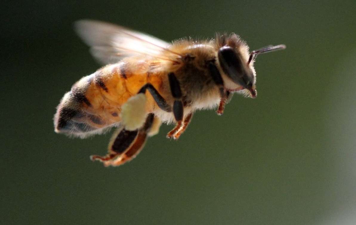 Melipona beecheii, “la abeja sagrada maya”