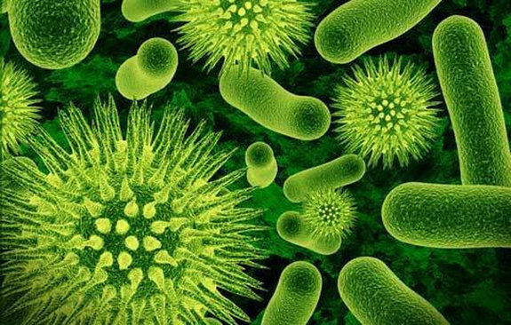 Descubren bacterias que se alimentan de penicilina