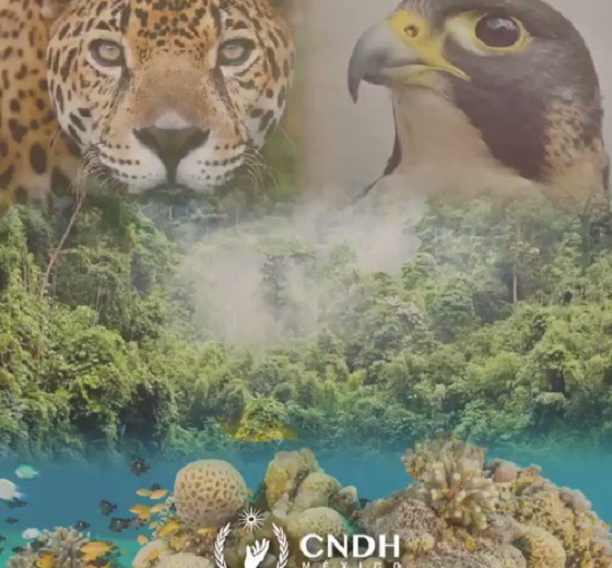 Alerta CNDH interdependencia entre protección de la diversidad biológica y goce de los derechos humanos
