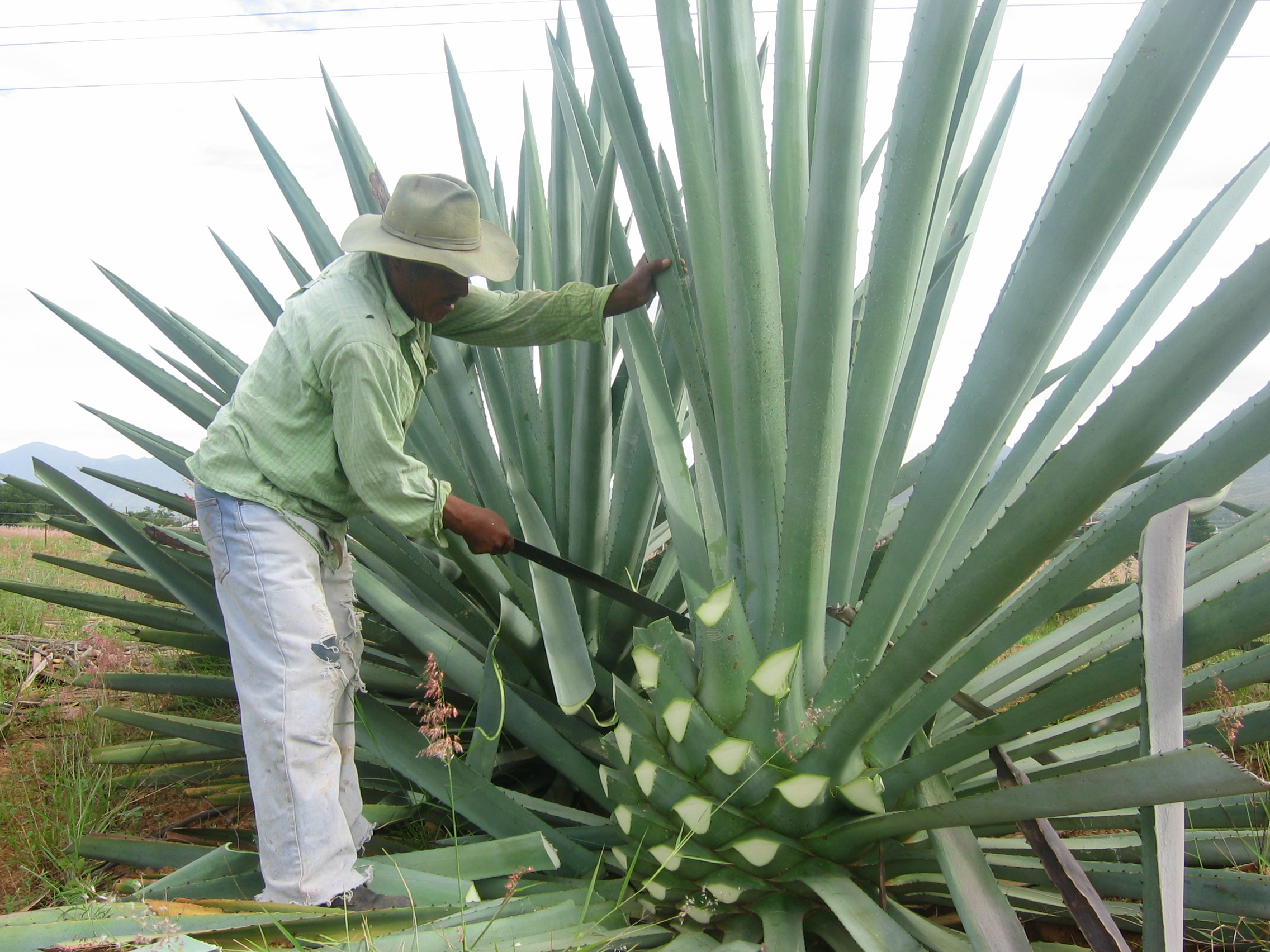 Próximas elecciones del COMERCAM determinará el futuro de mezcaleros