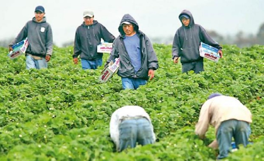 Solicitan garantizar mínimos profesionales para los jornaleros agrícolas