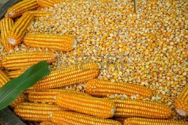 Fortalece SAGARPA producción de maíz amarillo y oleaginosas para disminuir importaciones