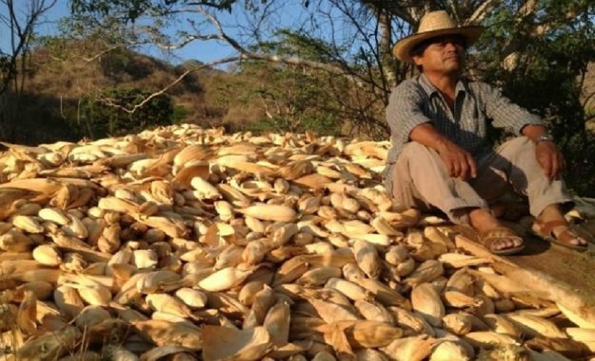 Maiz, trigo y sorgo cuentan con nuevos precios: ALCANO