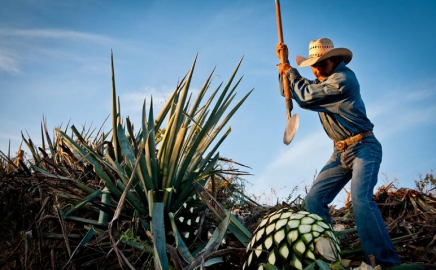 Urgen un cambio en la directiva del Consejo Regulador del Mezcal