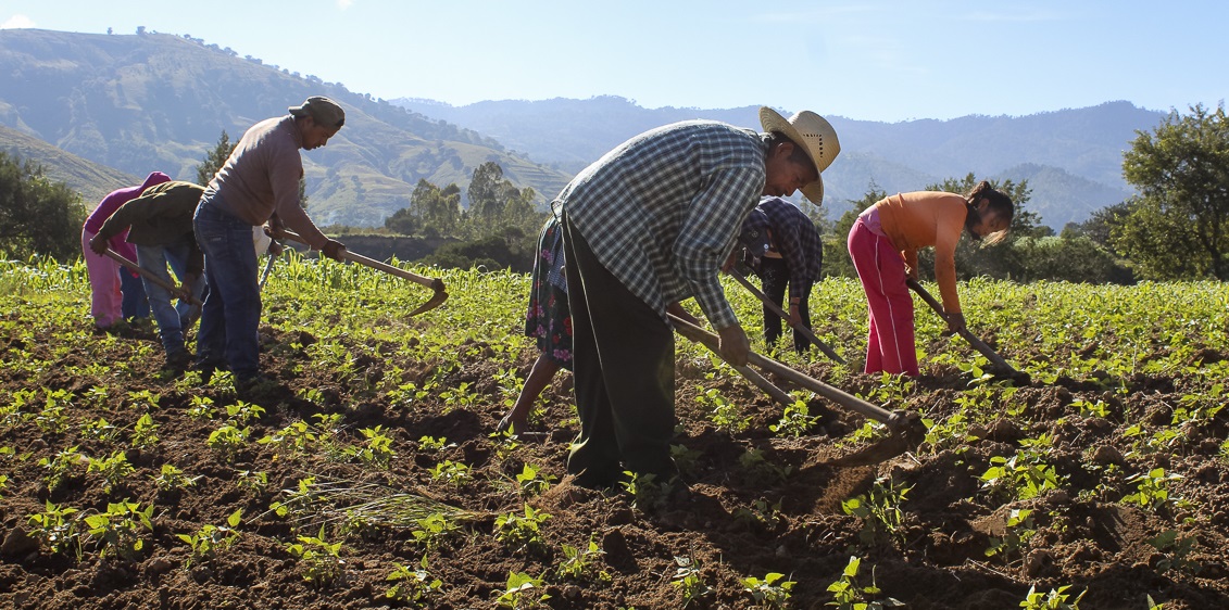 Migrantes mexicanos retornados al país se integran al sector rural