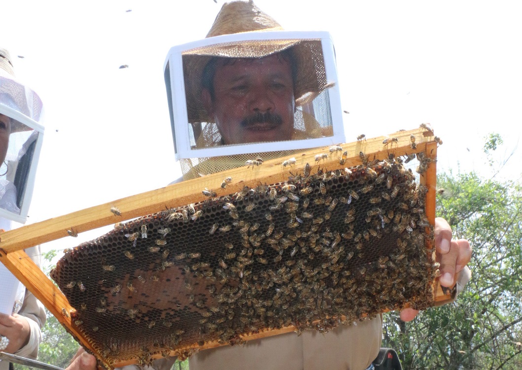 Apicultor mexiquense produce más de 6 mil abejas reina por año