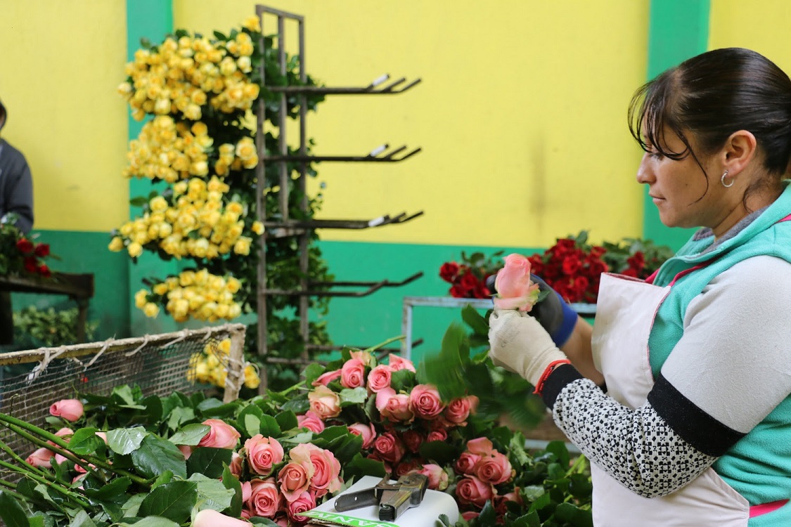 Garantizan productores del Edomex, rosas para el Día de la Madre