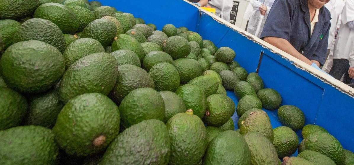 Prevé SAGARPA que producción de aguacate supere los dos millones de toneladas este año