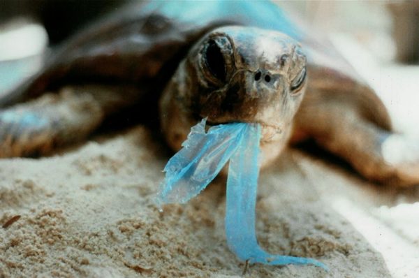 Inicia Greenpeace México campaña para combatir la contaminación por plásticos en océanos