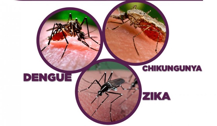 IMSS da precauciones para evitar dengue, zika y chikungunya
