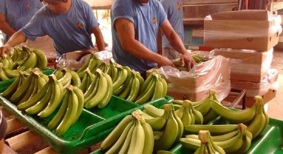 Avanza SAGARPA en trabajos protocolarios enfocados a exportar plátano mexicano a China