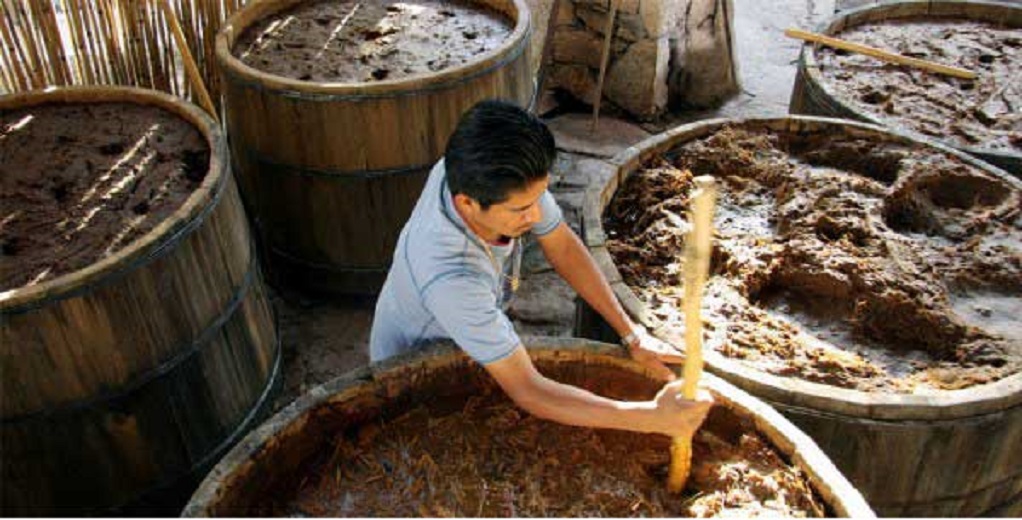 Incrementa 700% producción de mezcal a nivel nacional: Corichi García