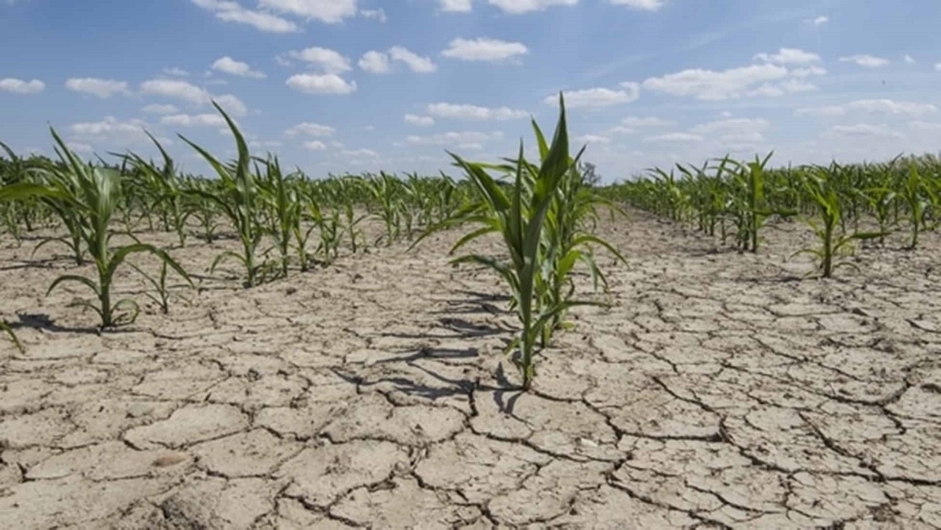 La ola de calor afectará la producción de alimentos: UACh