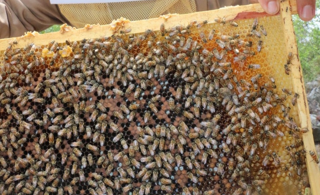 Aumenta 34 por ciento la producción de miel mexicana en el primer cuatrimestre del año