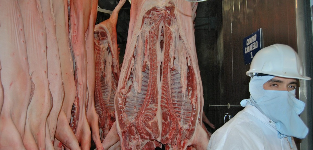 Ingresa carne de cerdo española para abastecer a la industria mexicana: SAGARPA