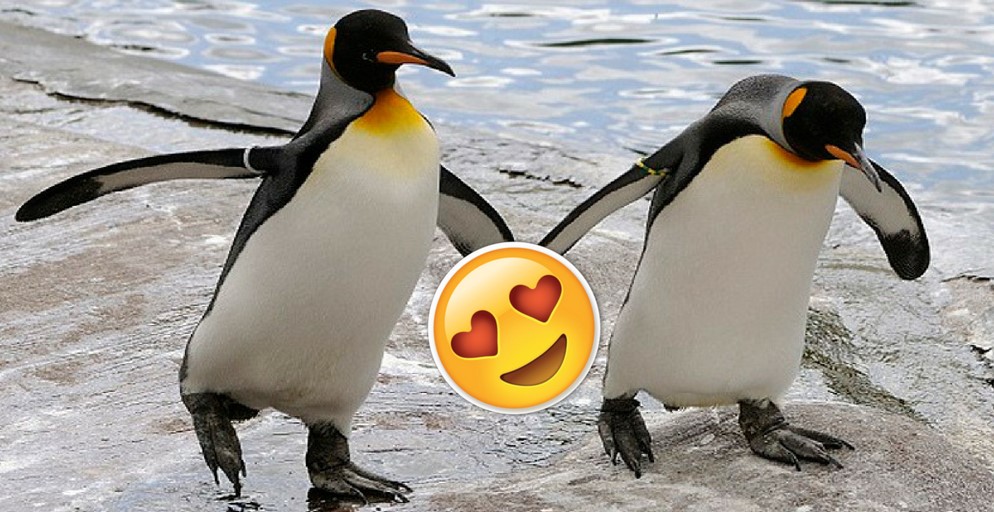 Pareja de pingüinos conmueve en redes sociales y nos pone a pensar en el amor