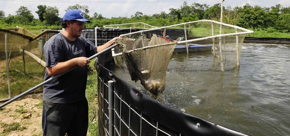 Detecta SENASICA Virus de la Tilapia del Lago en granjas acuícolas de seis estados del país