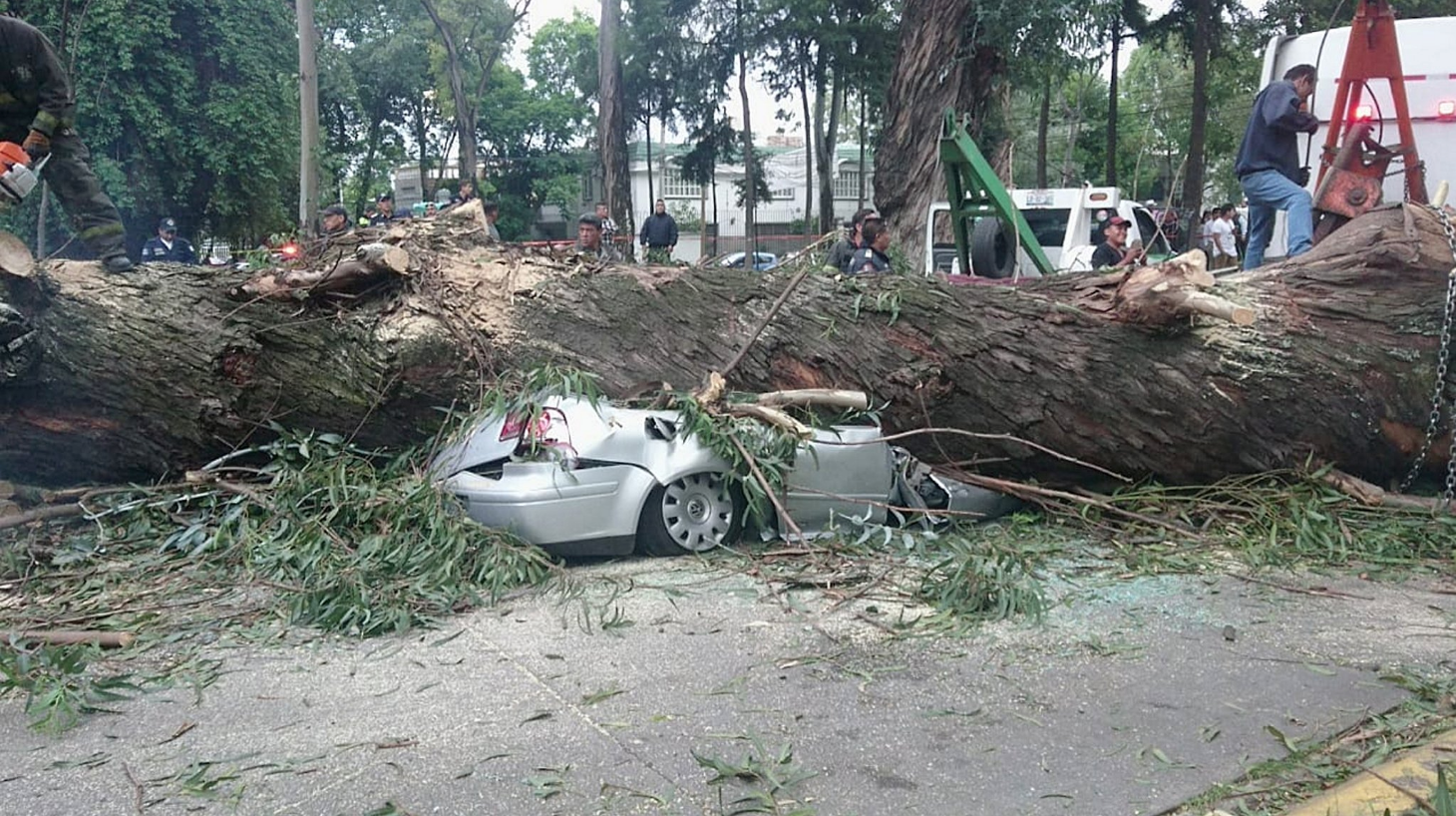 Cae árbol sobre un auto y mata a toda una familia en Naucalpan