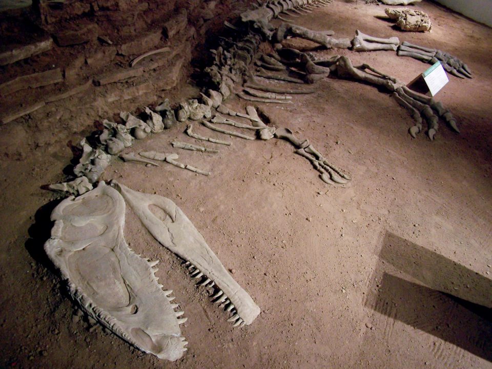 Fósil hallado en Argentina revela que los dinosaurios gigantes surgieron hace más de 200 millones de años