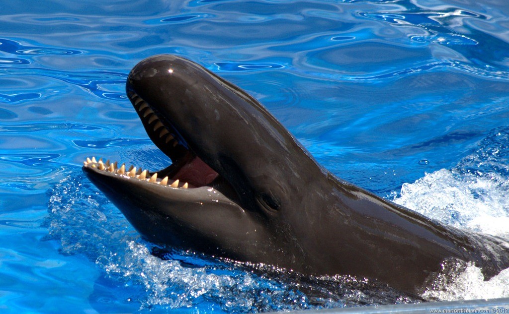 Descubren al primer híbrido de delfin-ballena en Hawaii