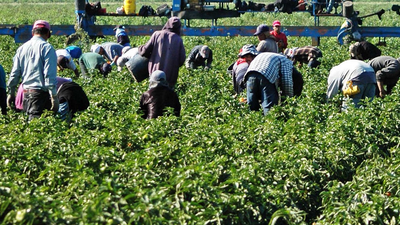 Sin migrantes, la agricultura en Estados Unidos no existiría, afirma Teresa Romero