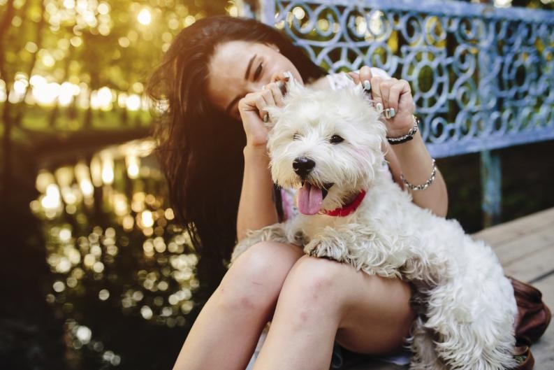 Siete de cada 10 hogares mexicanos cuentan con una mascota; el 80 por ciento son caninos