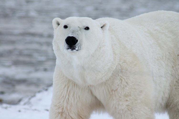 Asesinan a oso polar que atacó a guía de turistas en Noruega