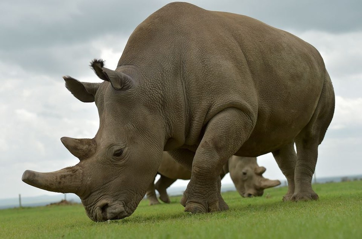 Se usa fecundación in vitro para salvar al rinoceronte blanco de la extinción