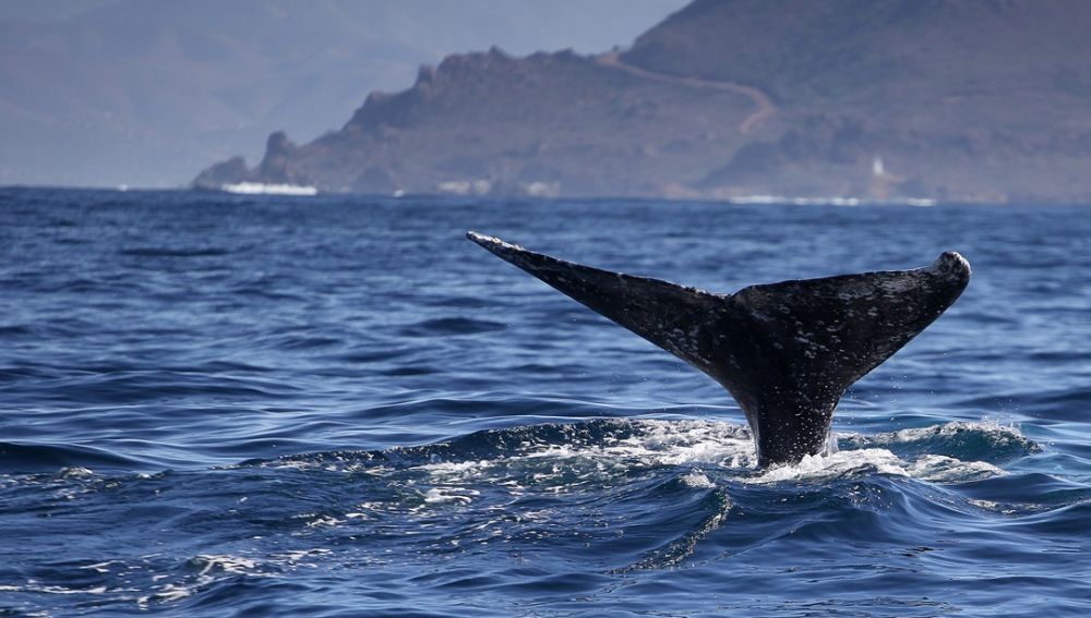 Finaliza el duelo de la orca que cargó a su cría muerta durante 17 días