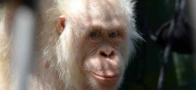 Alba, la orangután albina, tendrá su propia isla artificial