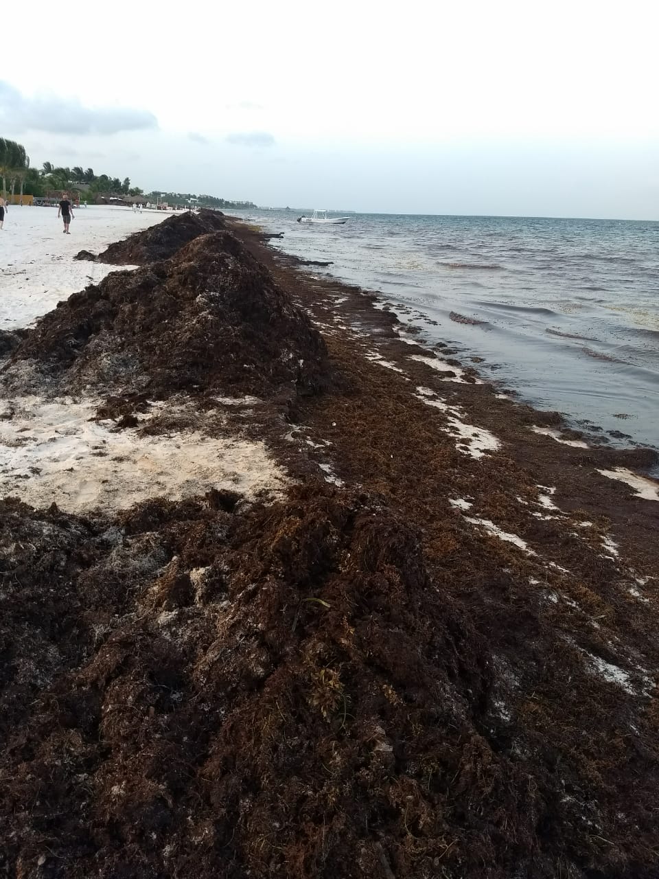 Sargazo no afecta al turismo de Quintana Roo