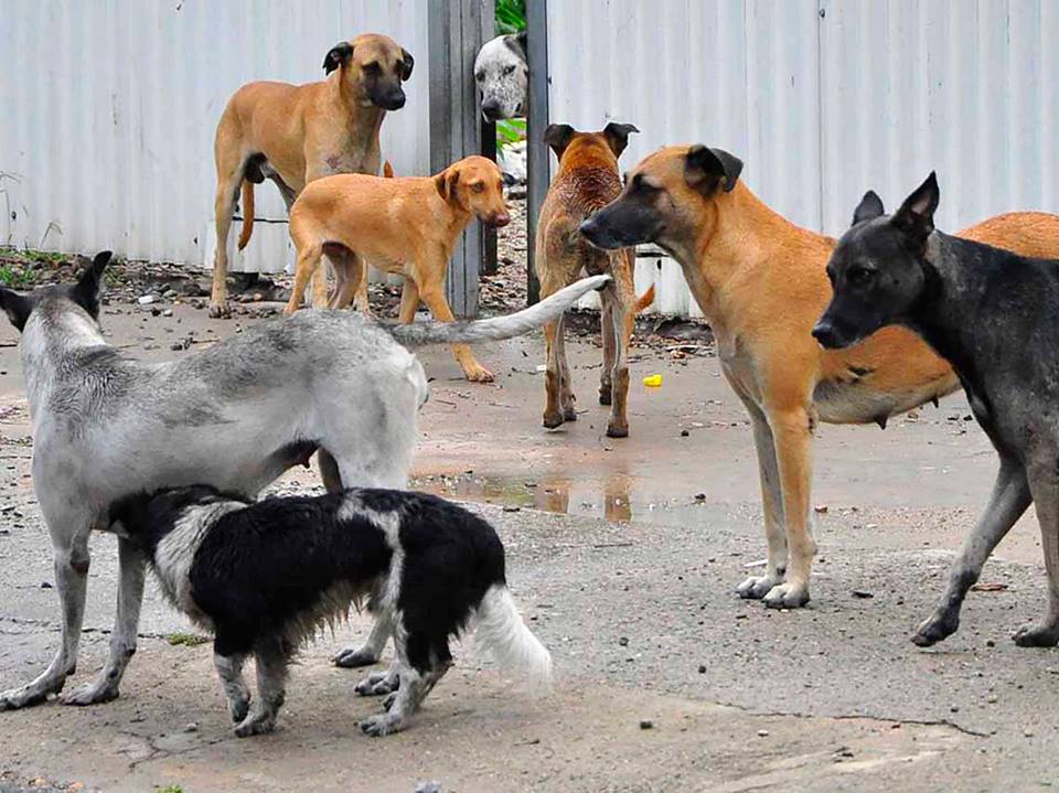 Vacunación y esterilización de mascotas gratis en la UNAM