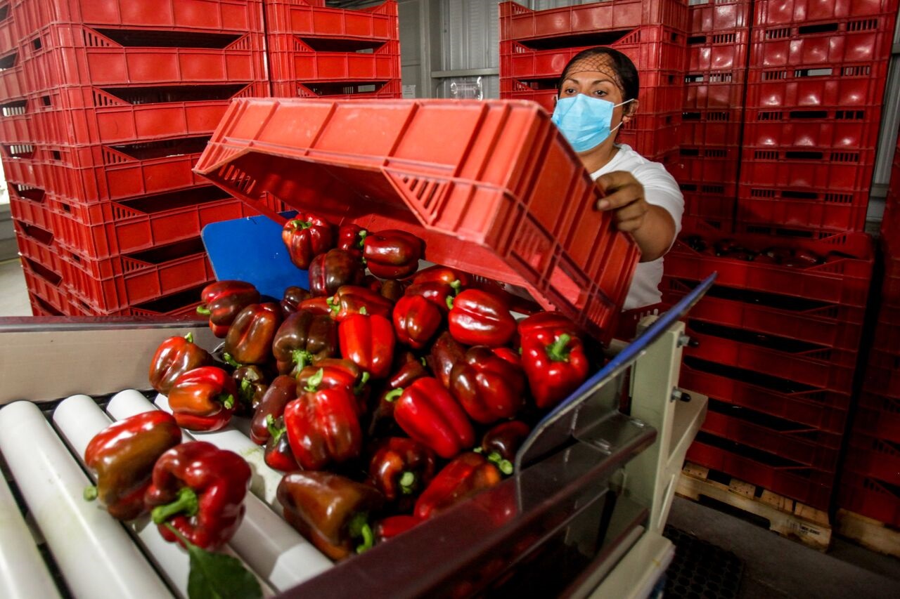 Incrementa México superávit agroalimentario con Estados Unidos 16 por ciento en el primer semestre