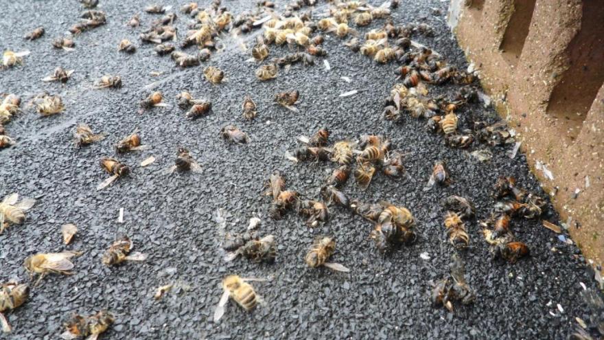 Fumigación en Quintana Roo mató a millones de abejas