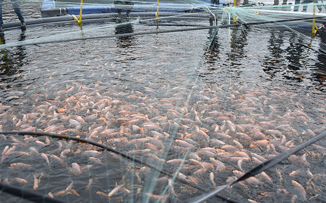 Produce acuacultura mexicana más de 400 mil toneladas de pescados y mariscos