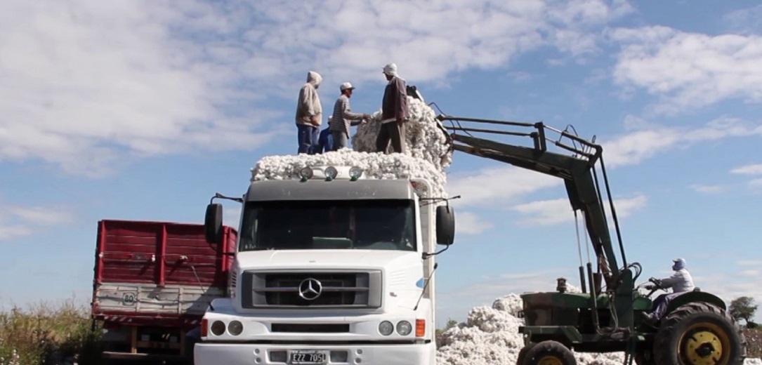 México, con las condiciones para ser un exportador de algodón
