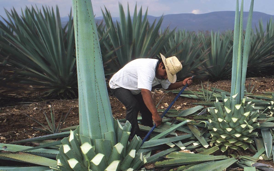 Aguascalientes y Edomex obtienen la Denominación de Origen del Mezcal -  Almomento | Noticias, información nacional e internacional