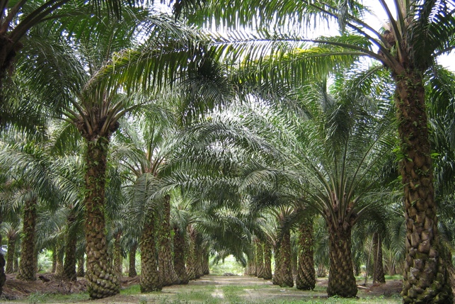 La producción de aceite de palma perjudicará a los primates en peligro de extinción en África