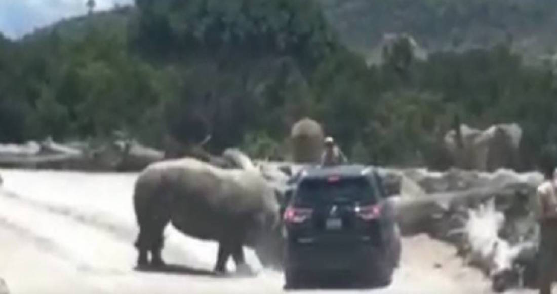 Rinoceronte embiste camioneta en Africam Safari; estaba en celo, señala el parque