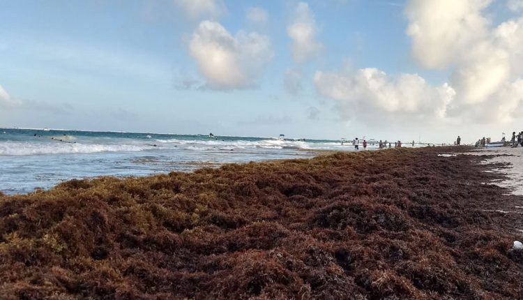 Estudiantes de Quintana Roo convierten sargazo en biodiesel