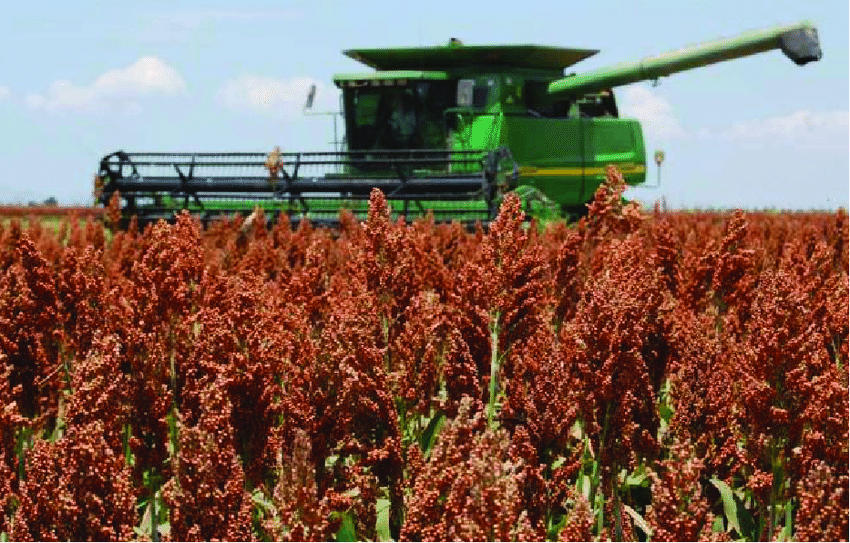 Aumenta interés de China por importar sorgo mexicano: SAGARPA