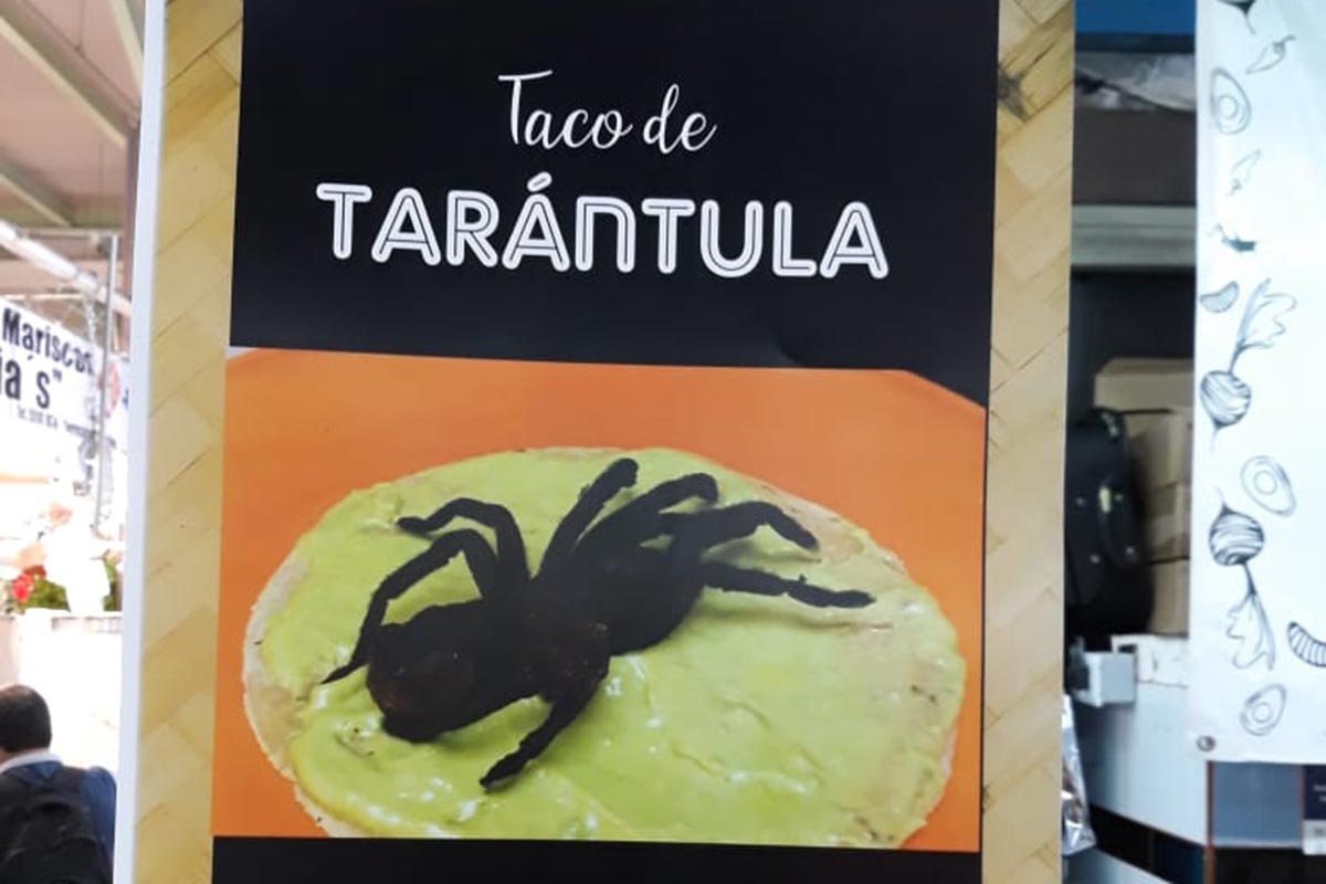 Decomisan tarántulas que eran vendidas en tacos dentro del Mercado de San Juan
