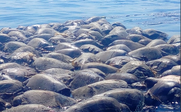 Mueren 300 tortugas atrapadas en redes prohibidas en Oaxaca