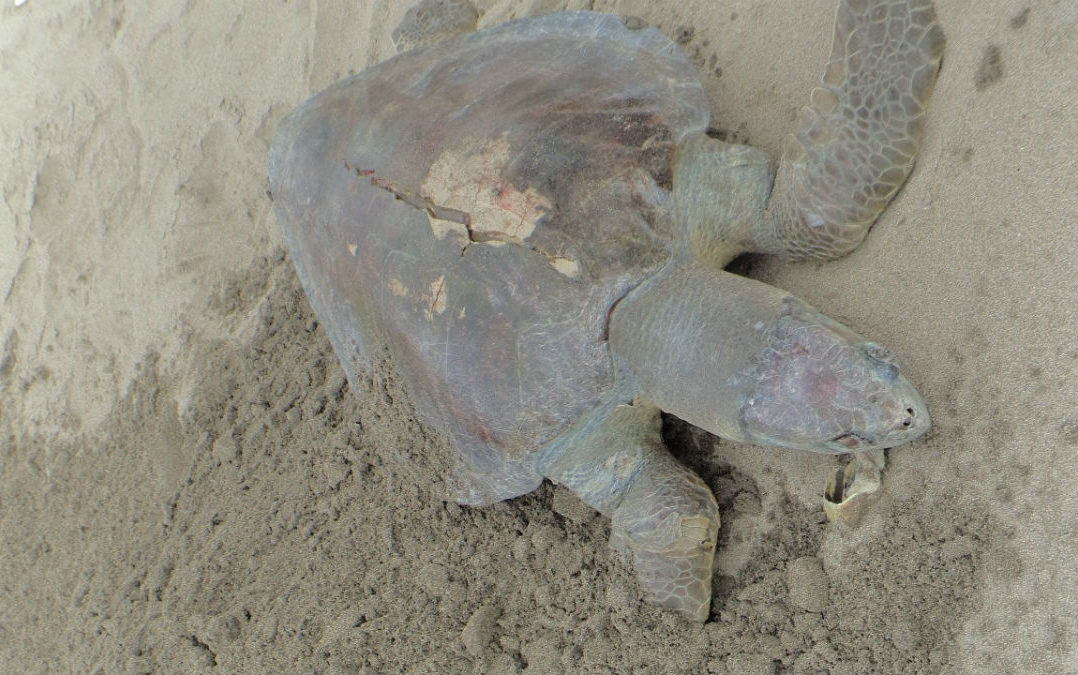 Encuentran más de 100 tortugas muertas en costas de Chiapas