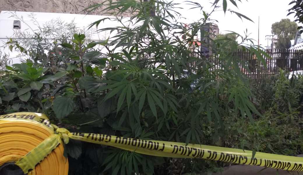 Descubren plantío de marihuana en jardineras de Periférico Norte