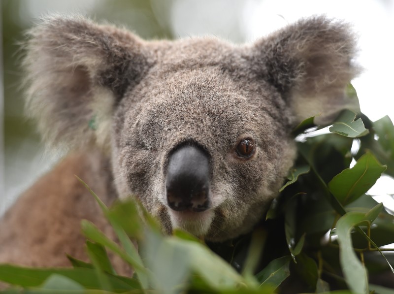 Los koalas podrían extinguir en Australia para 2050, debido a la tala de árboles