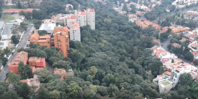 Avalan tala de 147 árboles en la CDMX para construir departamentos