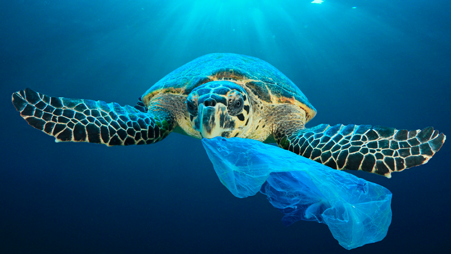 ¿Cuánto plástico causa la muerte de una tortuga?