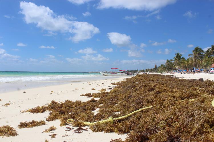 Puerto Morelos e Isla Mujeres libres de sargazo