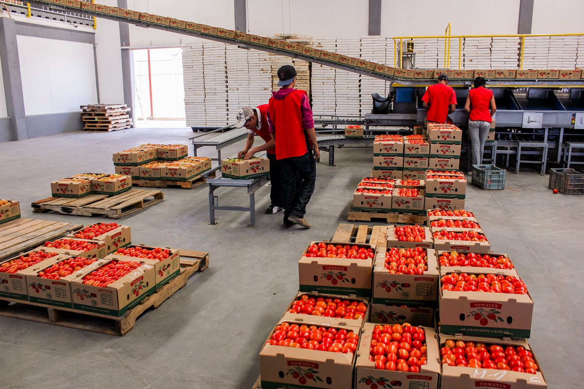 Superan exportaciones agroalimentarias los 34 mil 600 mdd a noviembre, 8.6% más que el mismo lapso de 2018